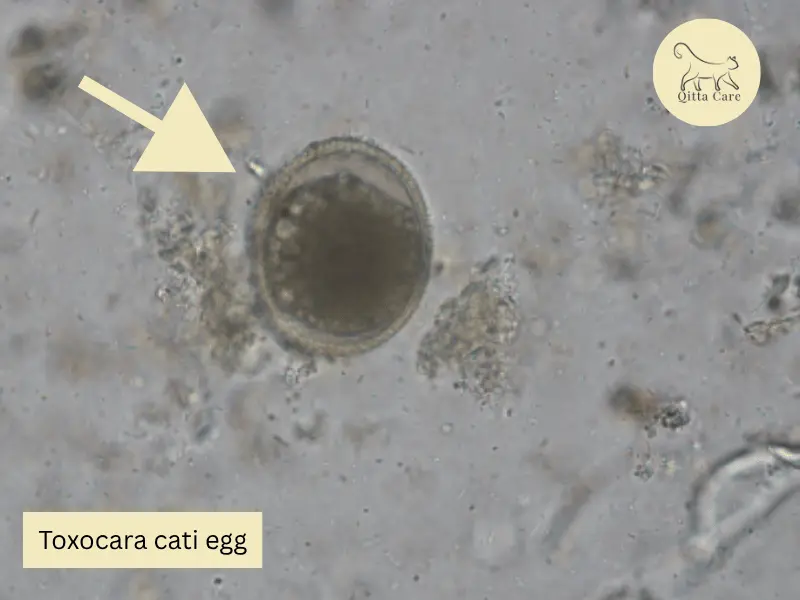 التوكسوكارا كاتي