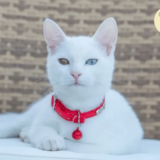 القط التركي