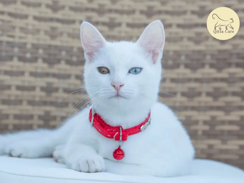 القط التركي