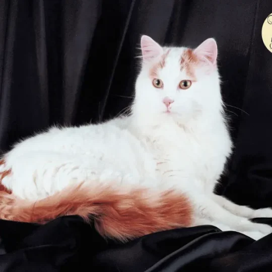 أشكال القطط