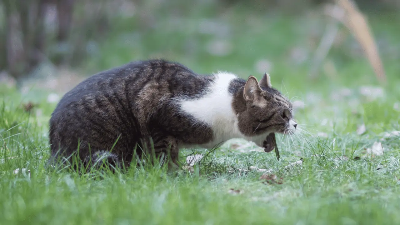 استفراغ القطط بسبب السموم