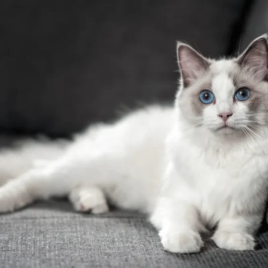 افضل انواع القطط