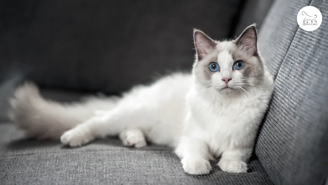 افضل انواع القطط