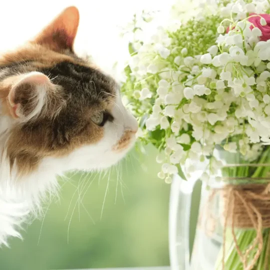 الروائح التي تطرد القطط