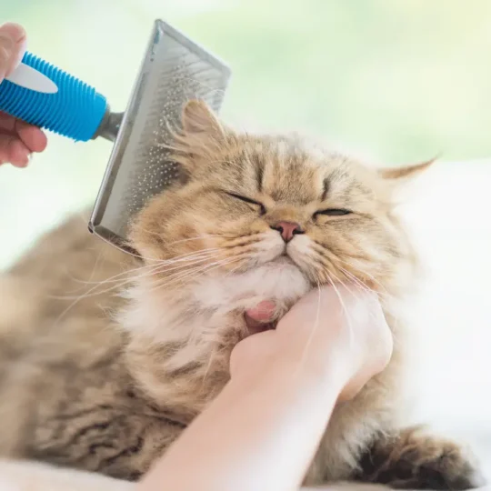 العناية بقطط شيرازي