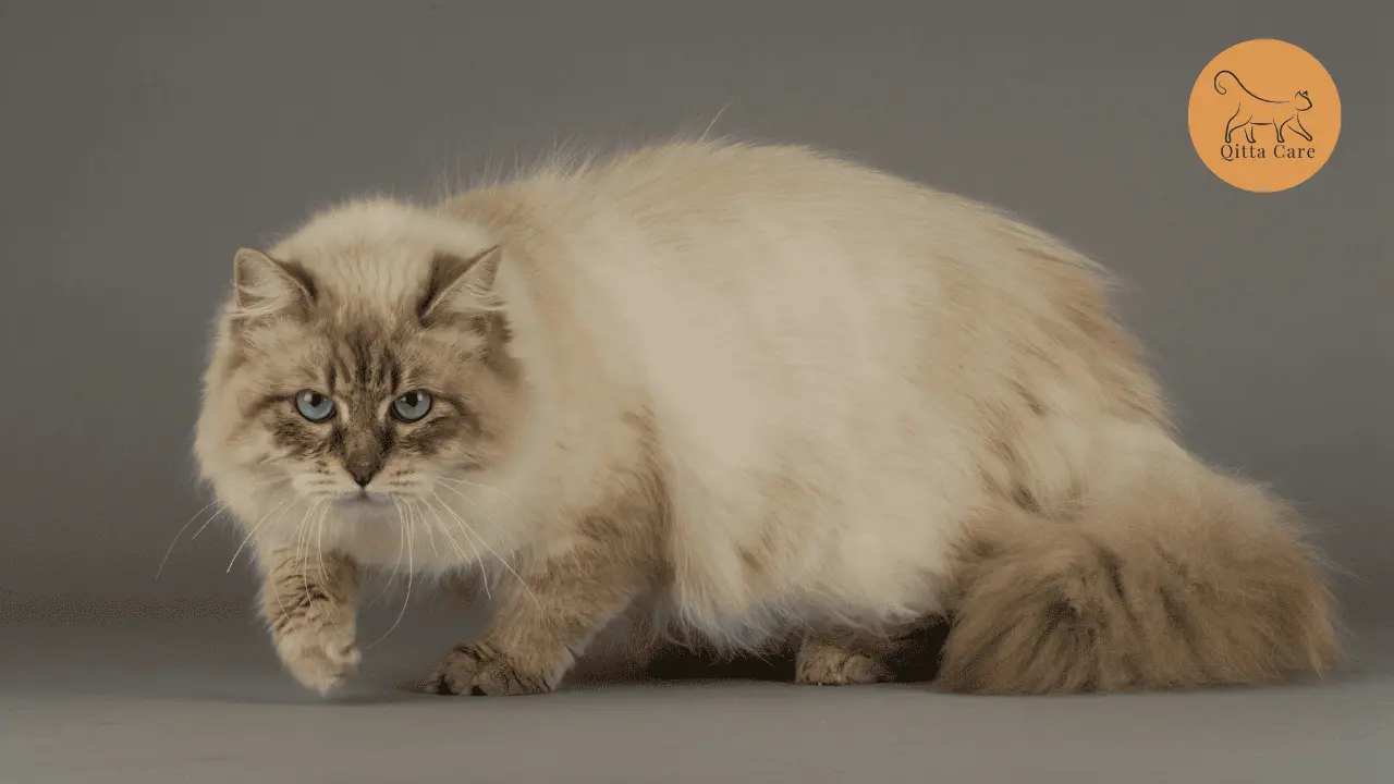 القط السيبيري