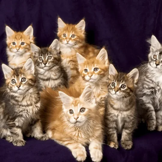 انواع القطط