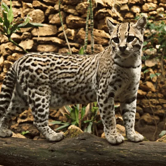 انواع القطط البرية