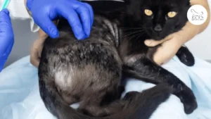 ثعلبة القطط