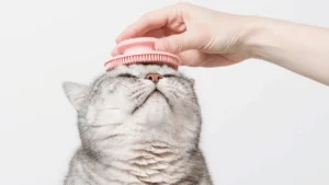 حركات تحبها القطط