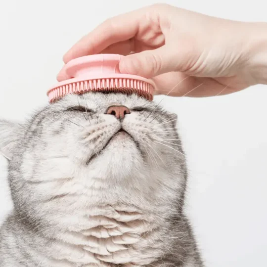 حركات تحبها القطط