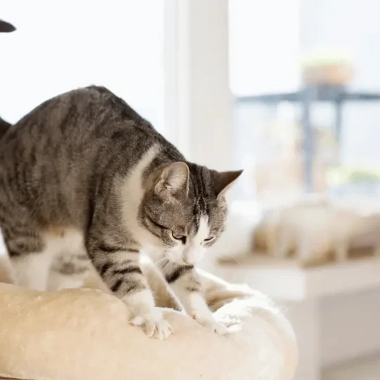 حركة العجن عند القطط