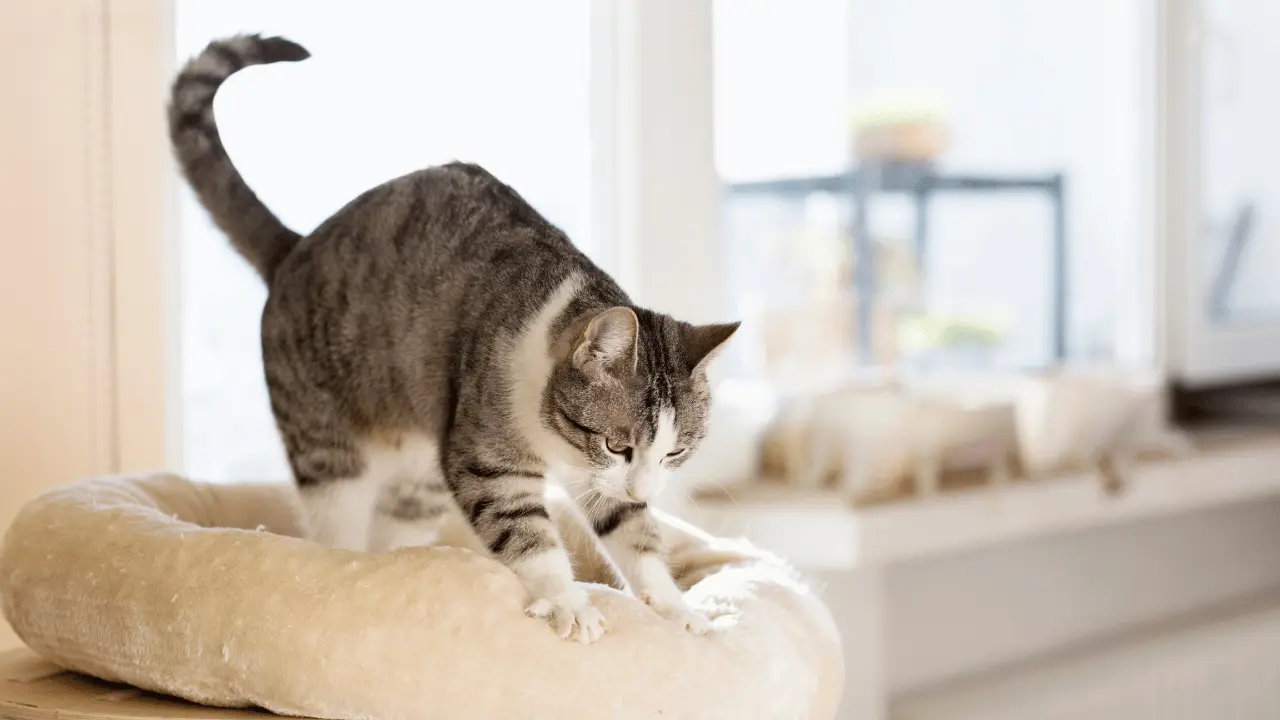 حركة العجن عند القطط