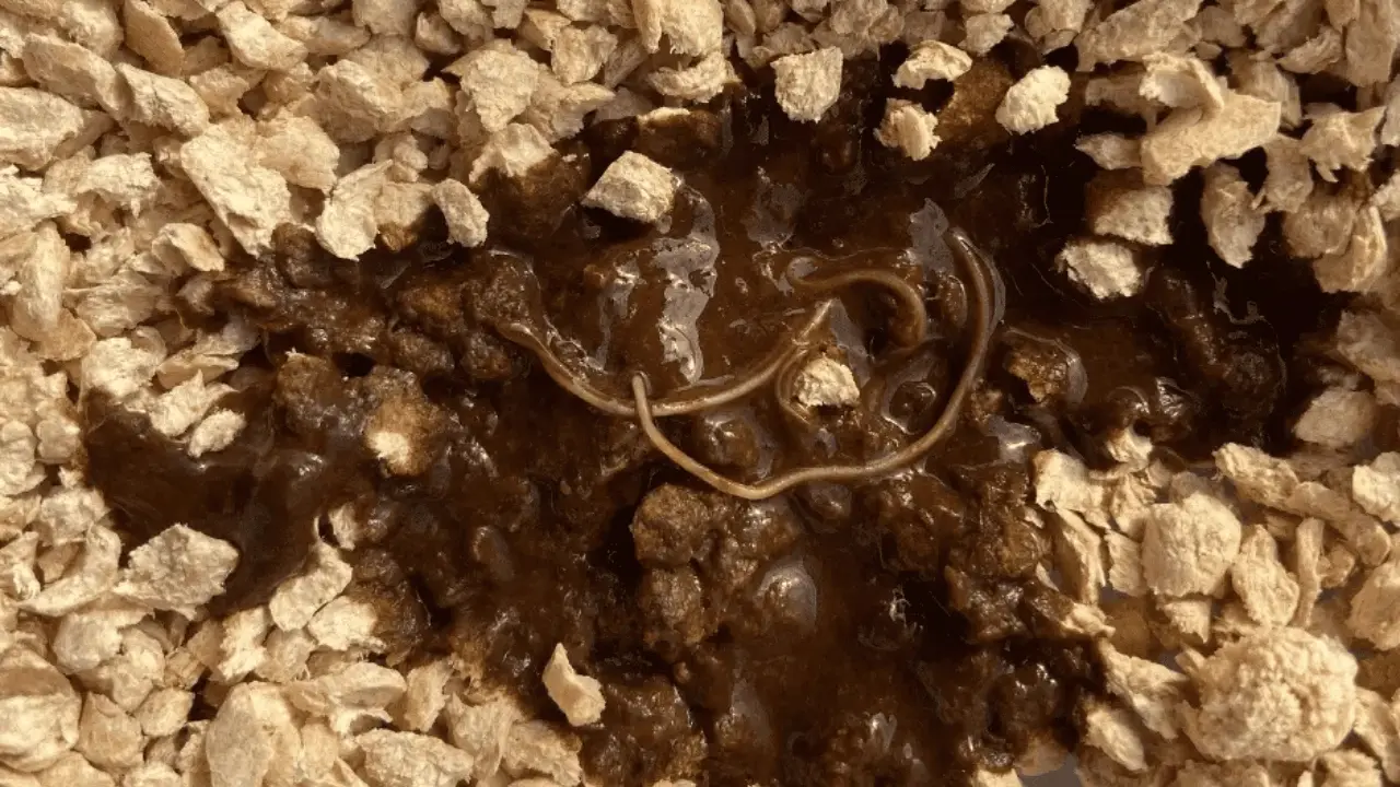 ديدان القطط