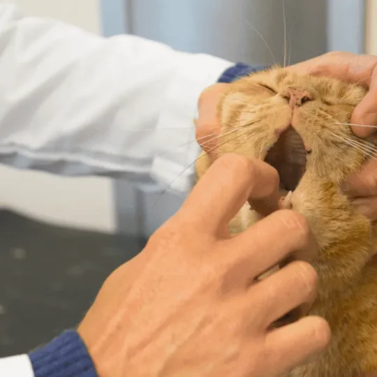 رائحة فم القطط كريهه