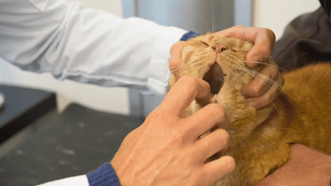 رائحة فم القطط كريهه