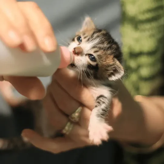 رضاعة القطط اليتيمة