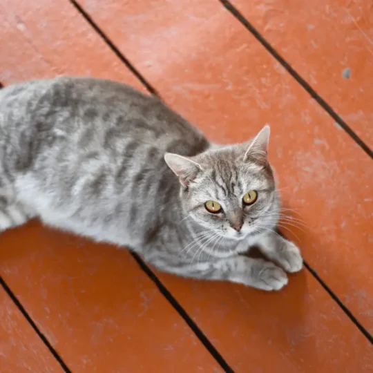 علامات حمل القطط