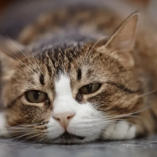 هل تحزن القطط