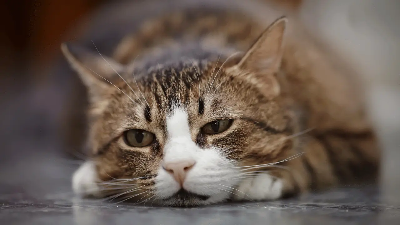 هل تحزن القطط