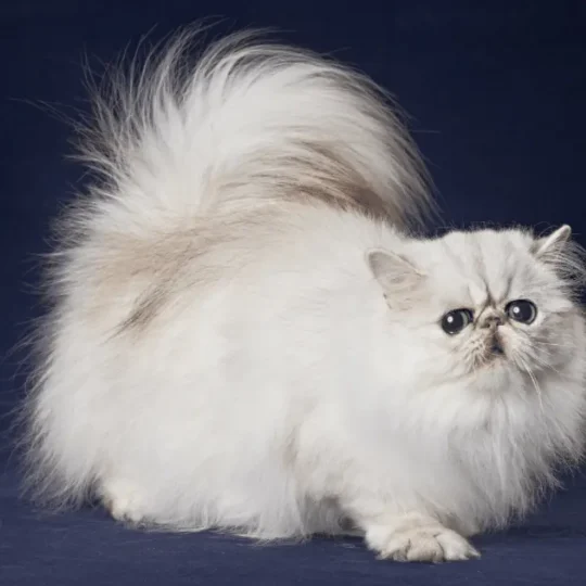 ولادة القطط الشيرازي