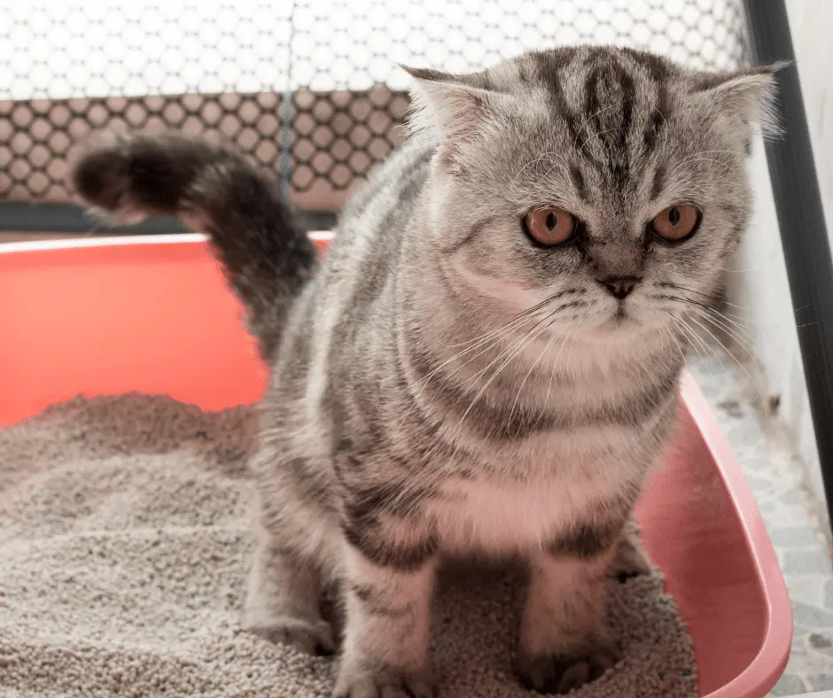 تدريب القطط على الحمام