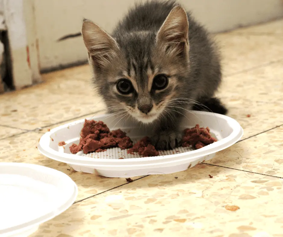 نظافة أوعية الأكل للقطط الصغيرة