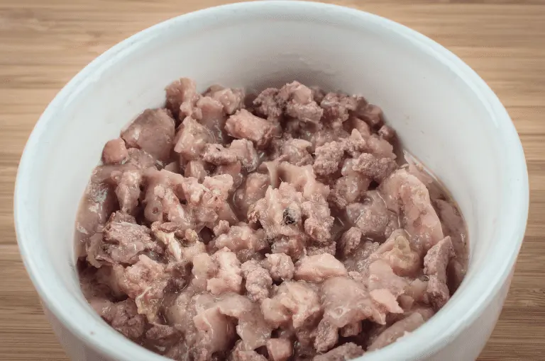 الاكل الرطب للقطط