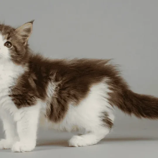 اسامي قطط ماين كون