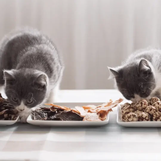 اكل رطب للقطط الصغيرة