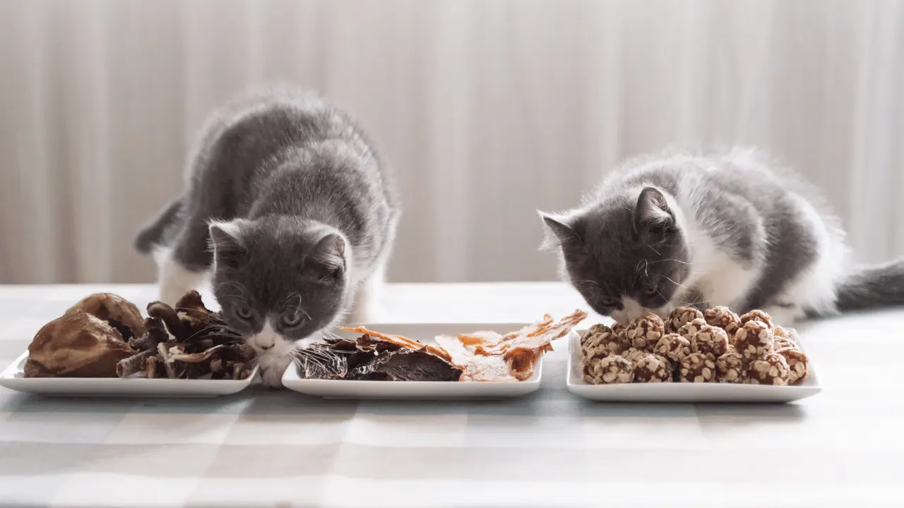 اكل رطب للقطط الصغيرة