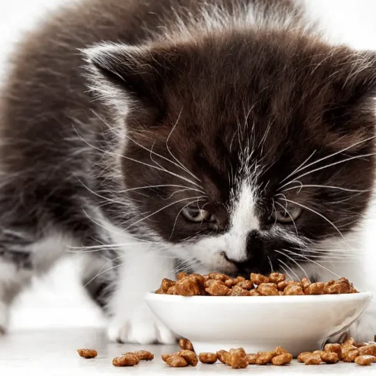 الدراي فود للقطط الصغيرة
