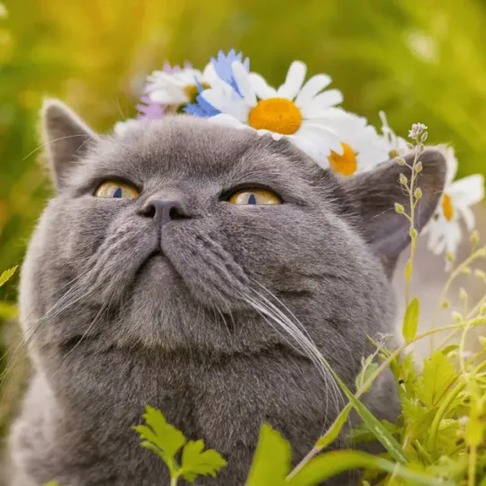 القط البريطاني