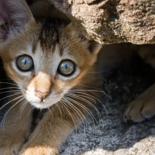 انقاذ القطط الصغيرة