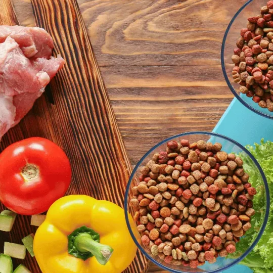 انواع اكل القطط