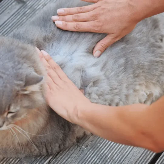 براغيث القطط تنتقل للانسان