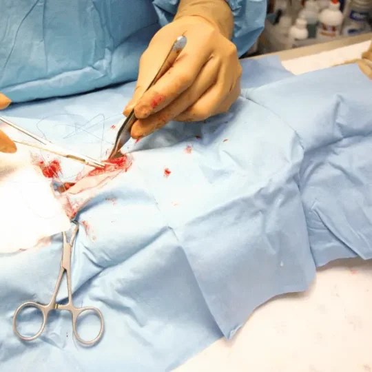 تعقيم القطط