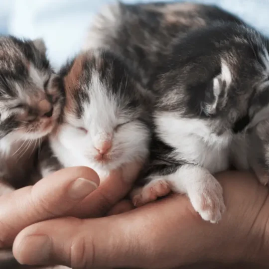 رعاية القطط الصغيرة