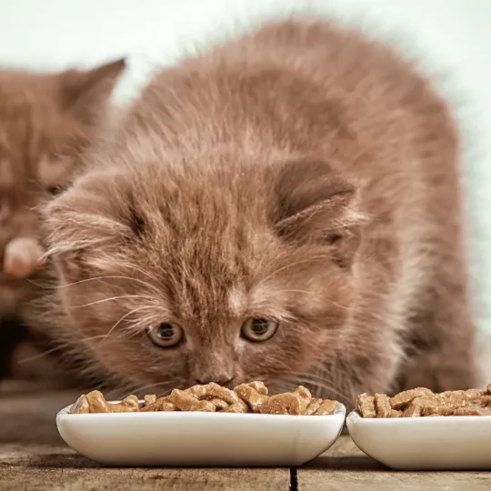 كم مرة تاكل القطط الصغيرة في اليوم