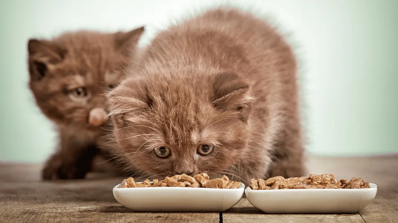 كم مرة تاكل القطط الصغيرة في اليوم