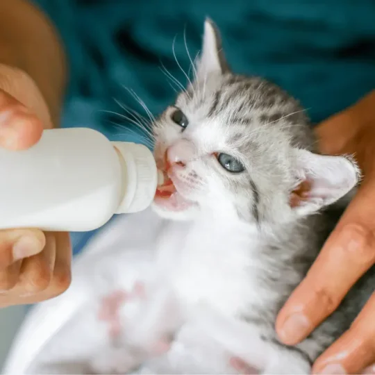 كيف ترضع القطط الصغيرة