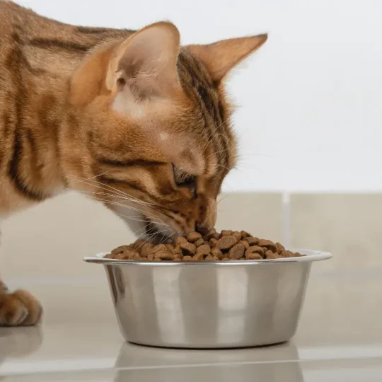 مواعيد أكل القطط