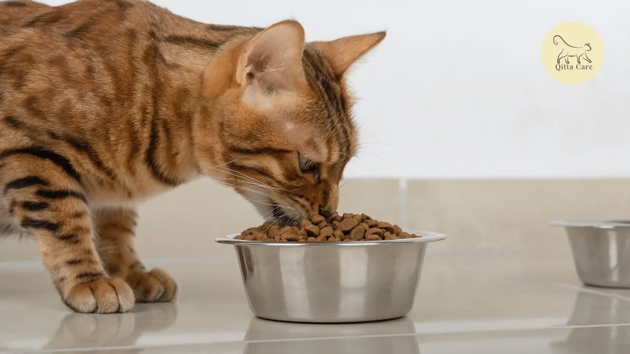 مواعيد أكل القطط