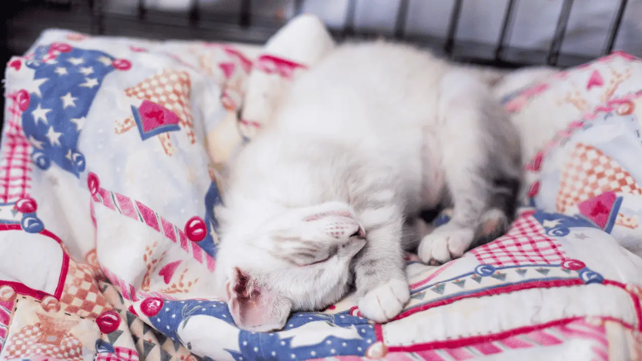 اغماء القطط