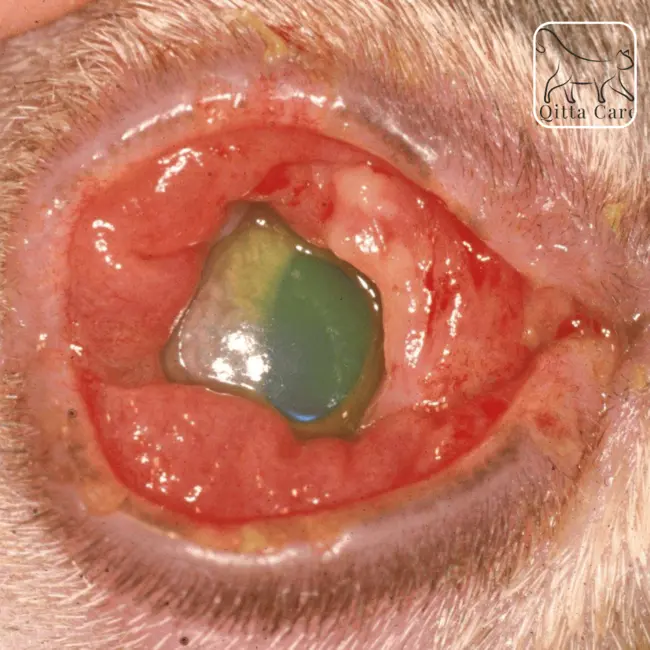 إلتهاب ملتحمة عين القطط