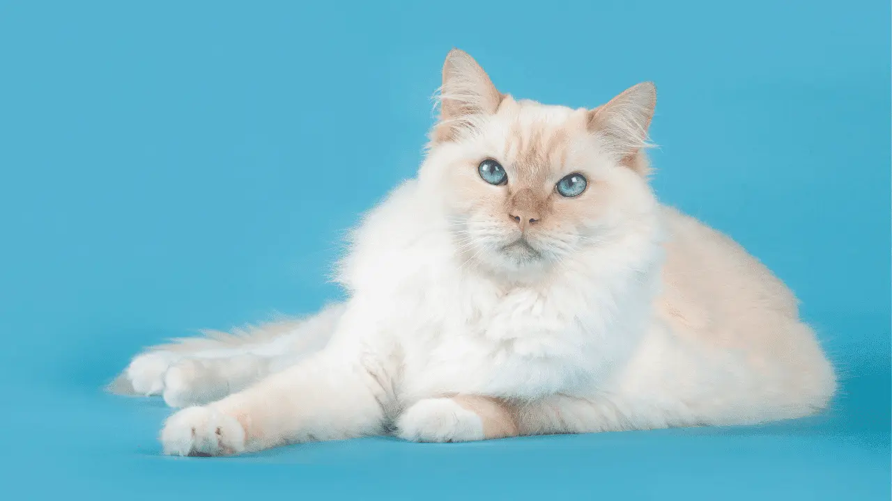 تطعيمات قط راغدول