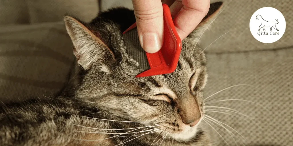 استخدام مشط القطط لطشف البراغيث والتخلص منها