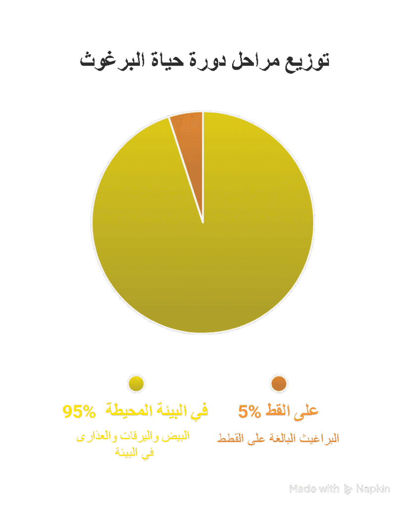مراحل دورة حياة البراغيث وتواجدها على القطة أو في البيئة المحيطة بها