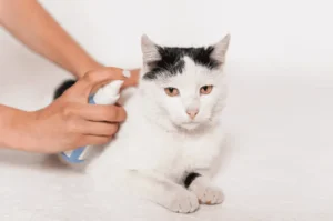 افضل دواء طبيعي للبرغوث