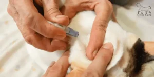 دواء للبراغيث